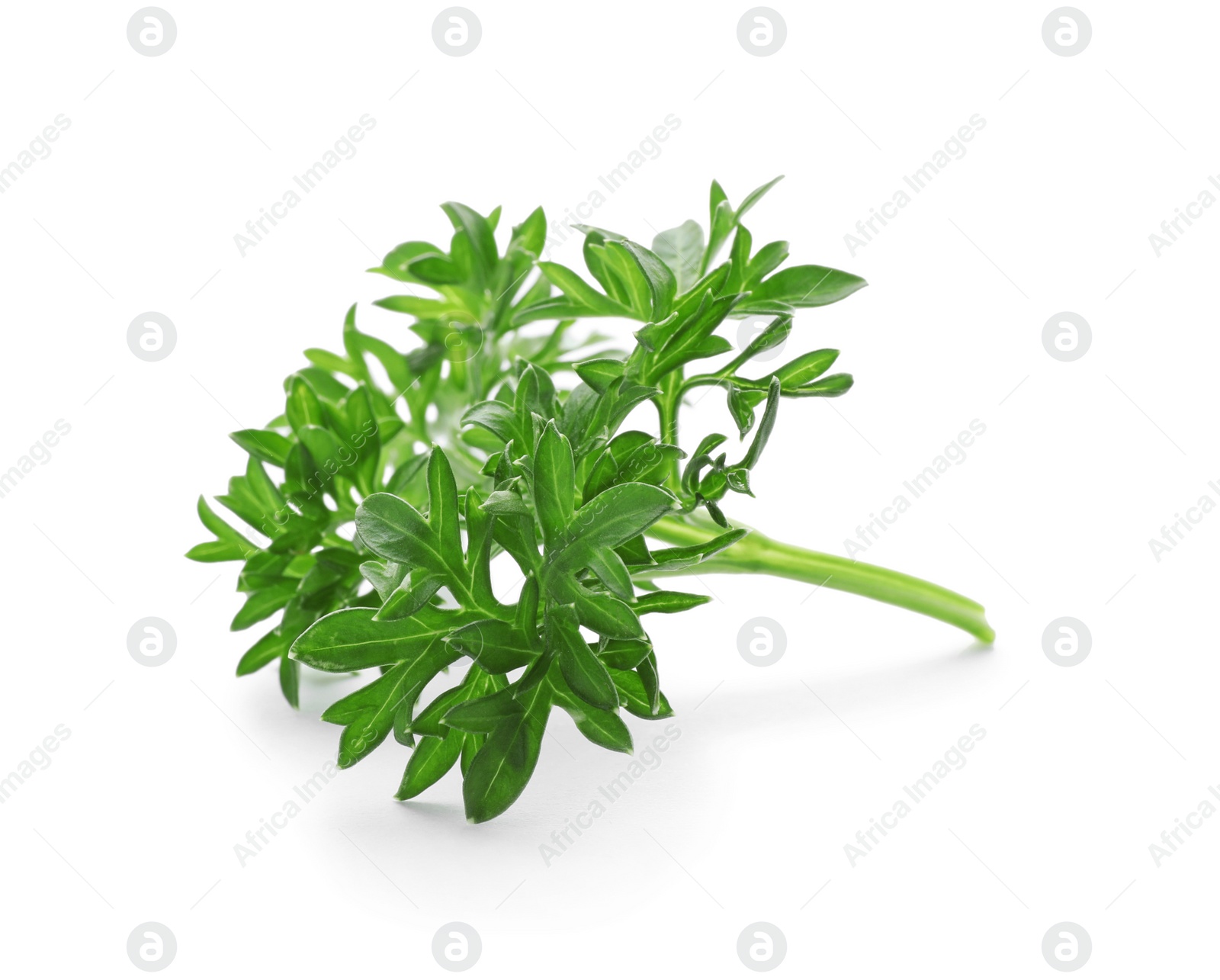 Photo of Fresh green parsley on white background