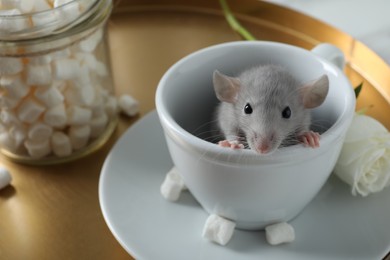 Photo of Cute small rat in white cup on table, closeup. Space for text