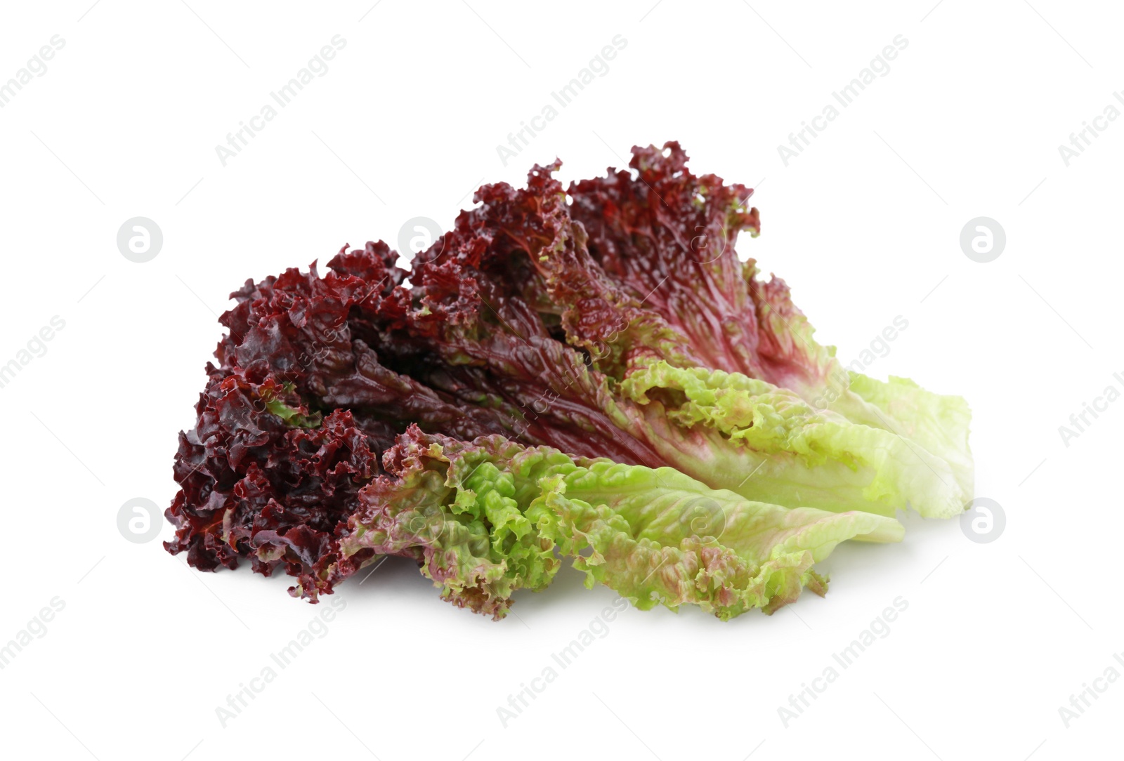 Photo of Leaves of fresh red coral lettuce isolated on white