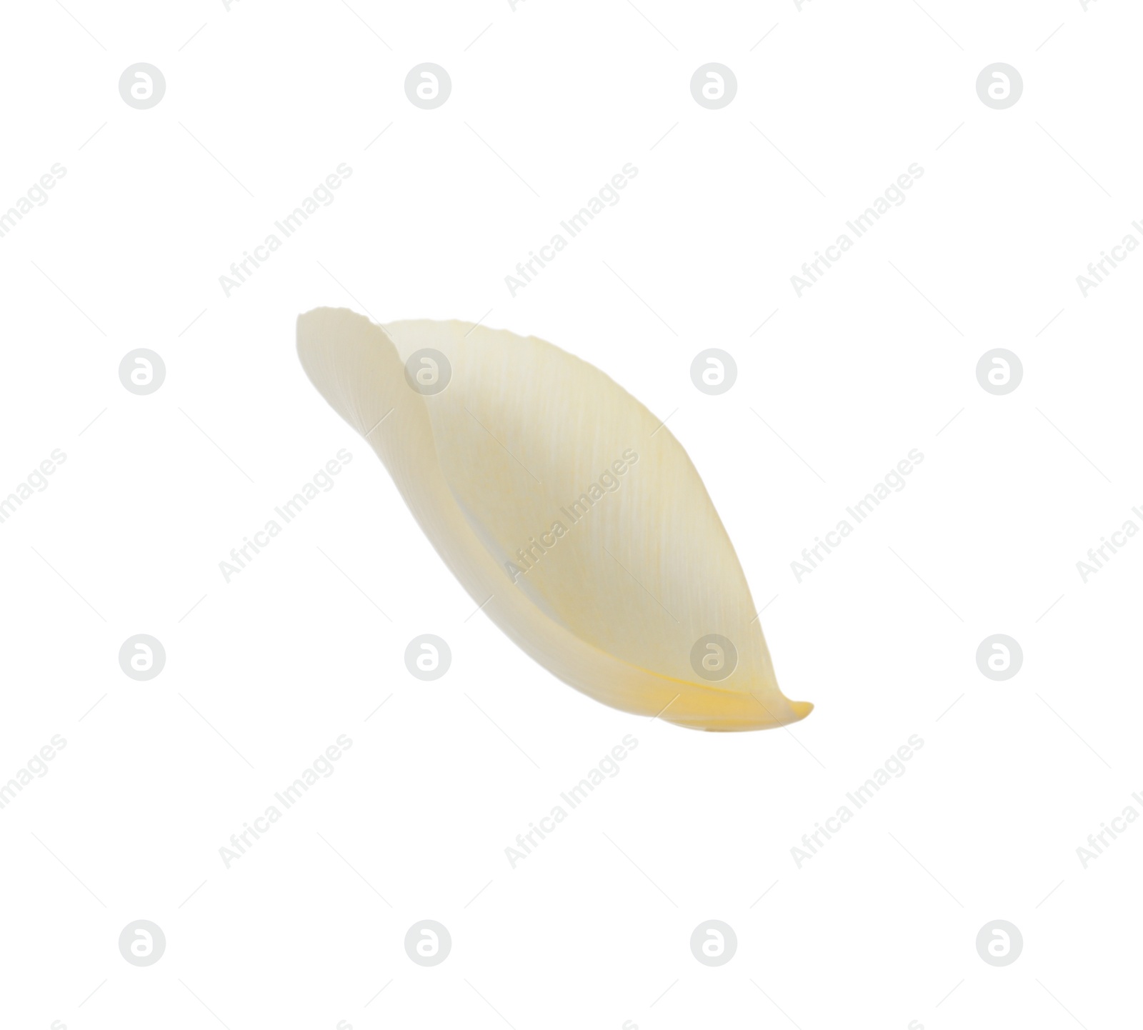 Photo of Beautiful fresh tulip petal isolated on white