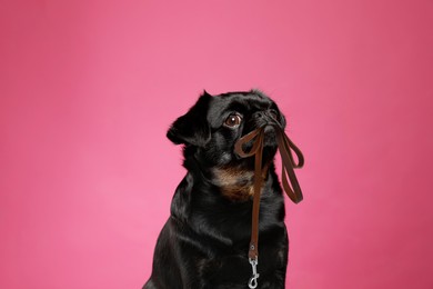 Image of Adorable black Petit Brabancon dog holding leash in mouth on dark pink background