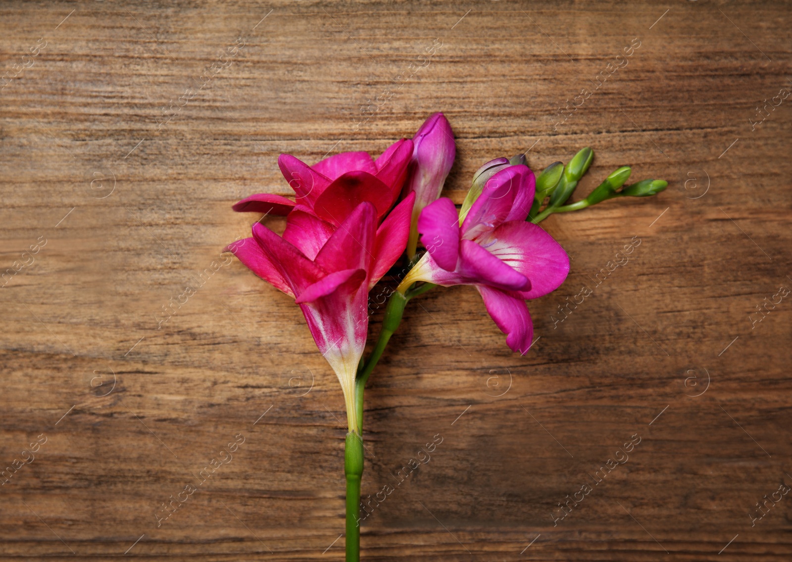 Photo of Beautiful freesia on wooden background