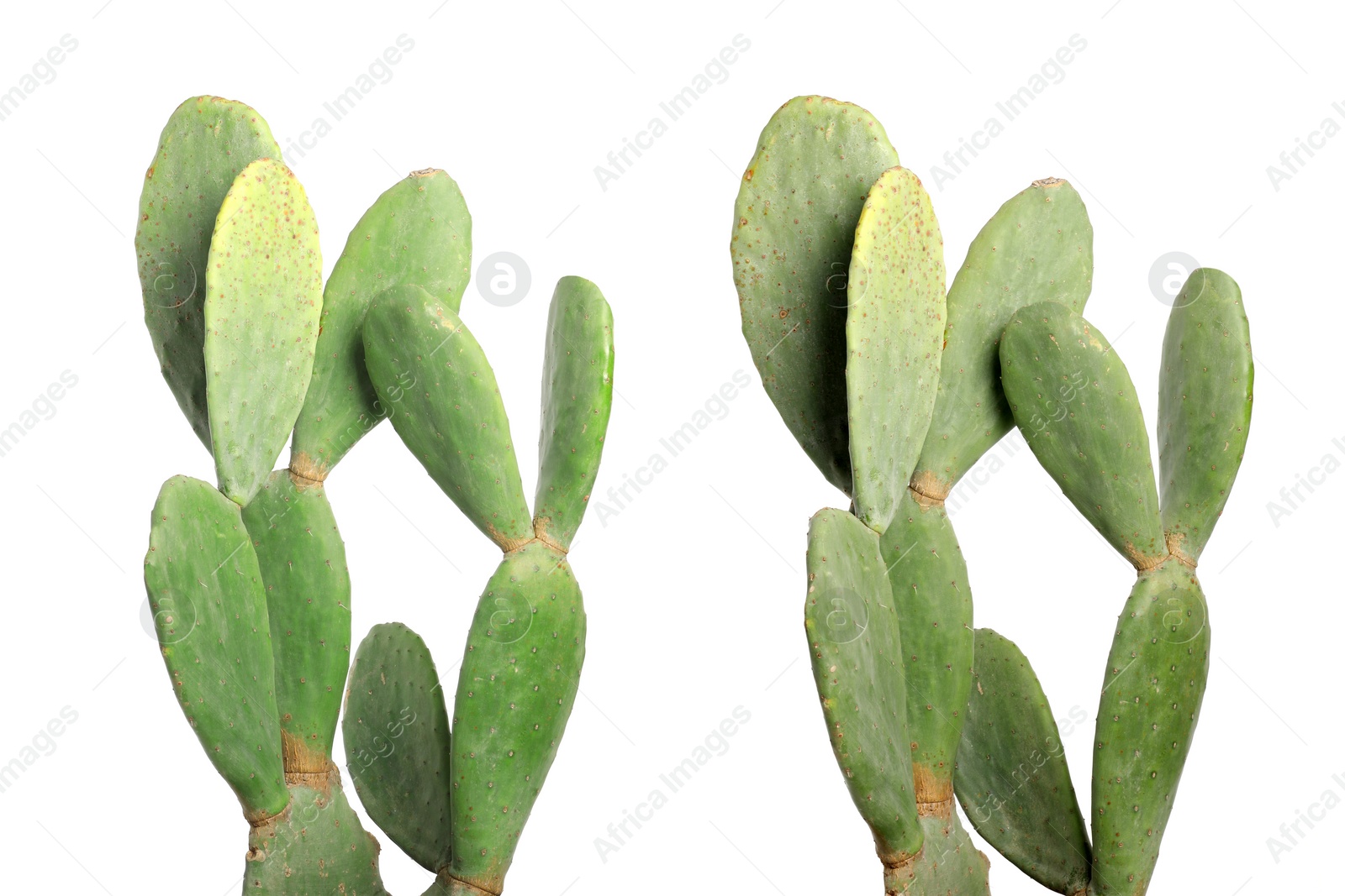 Image of Collage with beautiful cactuses on white background