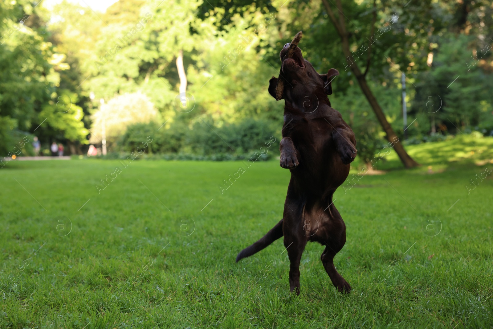 Photo of Adorable Labrador Retriever dog catching stick in park, space for text