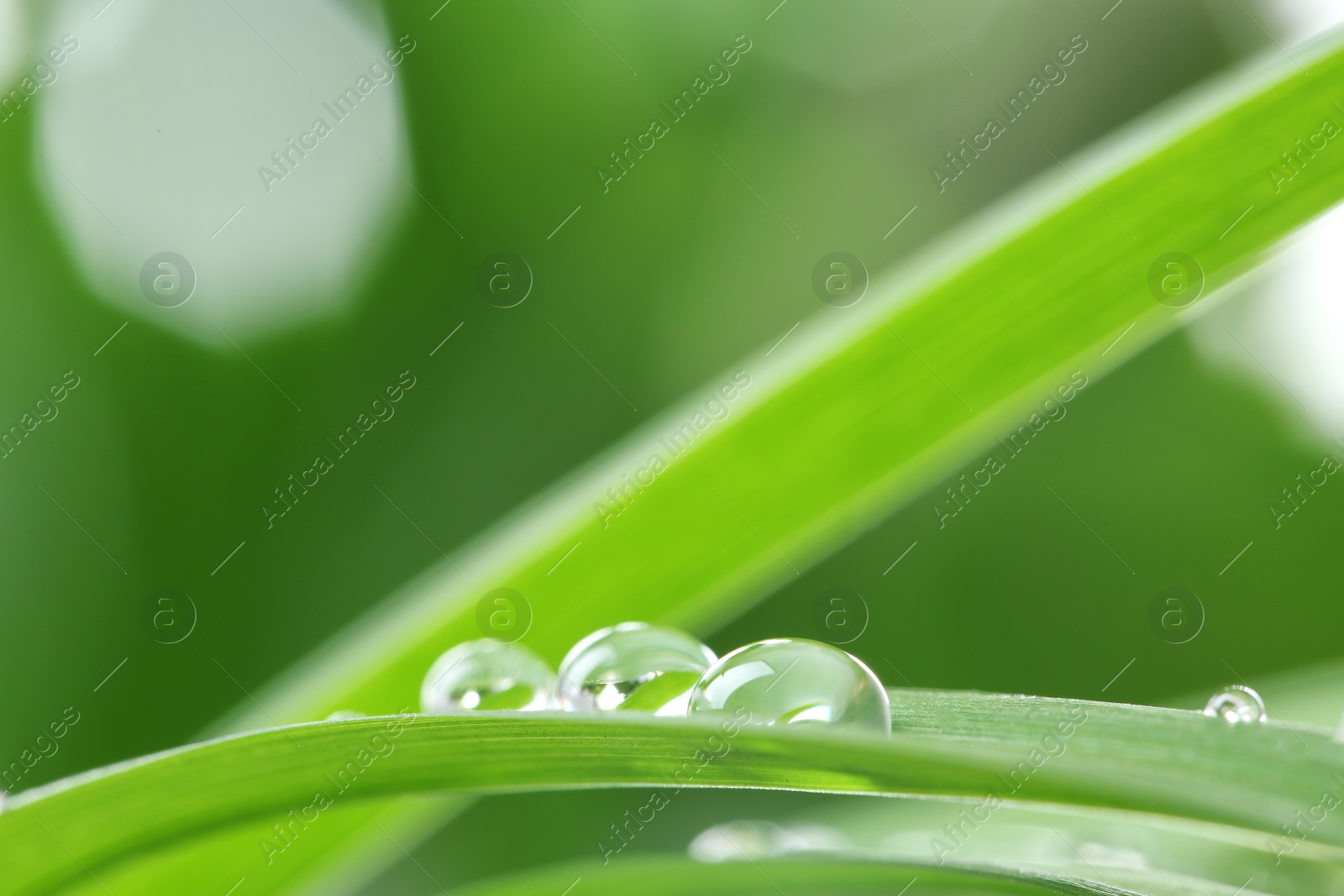 Photo of Water drops on green leaf against blurred background