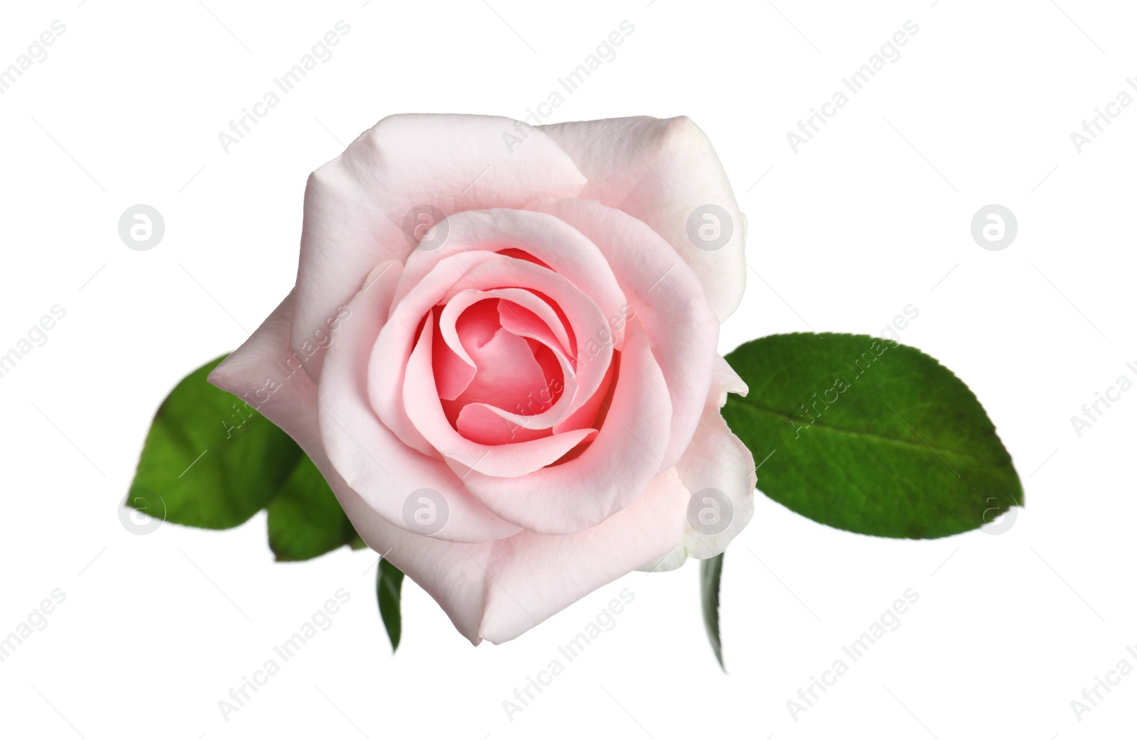 Photo of Blooming pink rose isolated on white. Beautiful flower