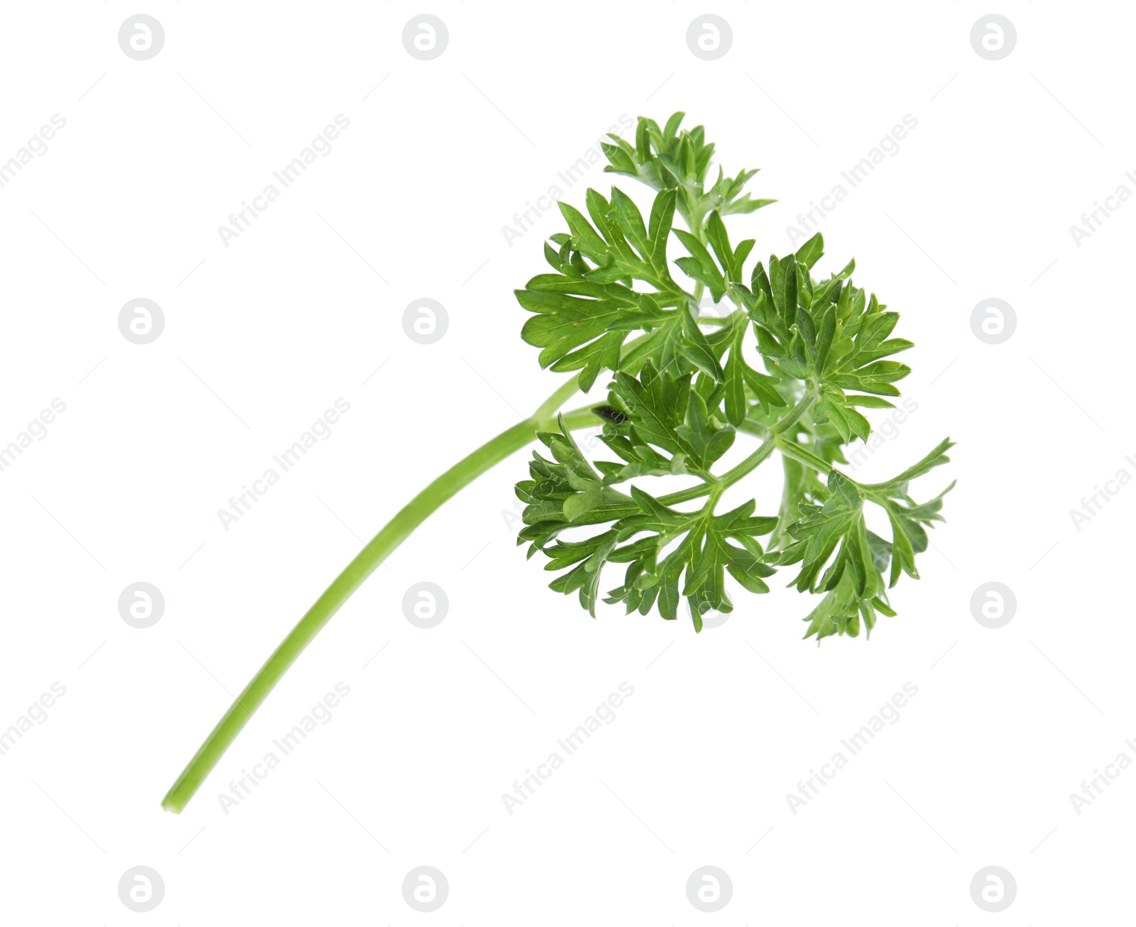 Photo of Fresh green organic parsley on white background