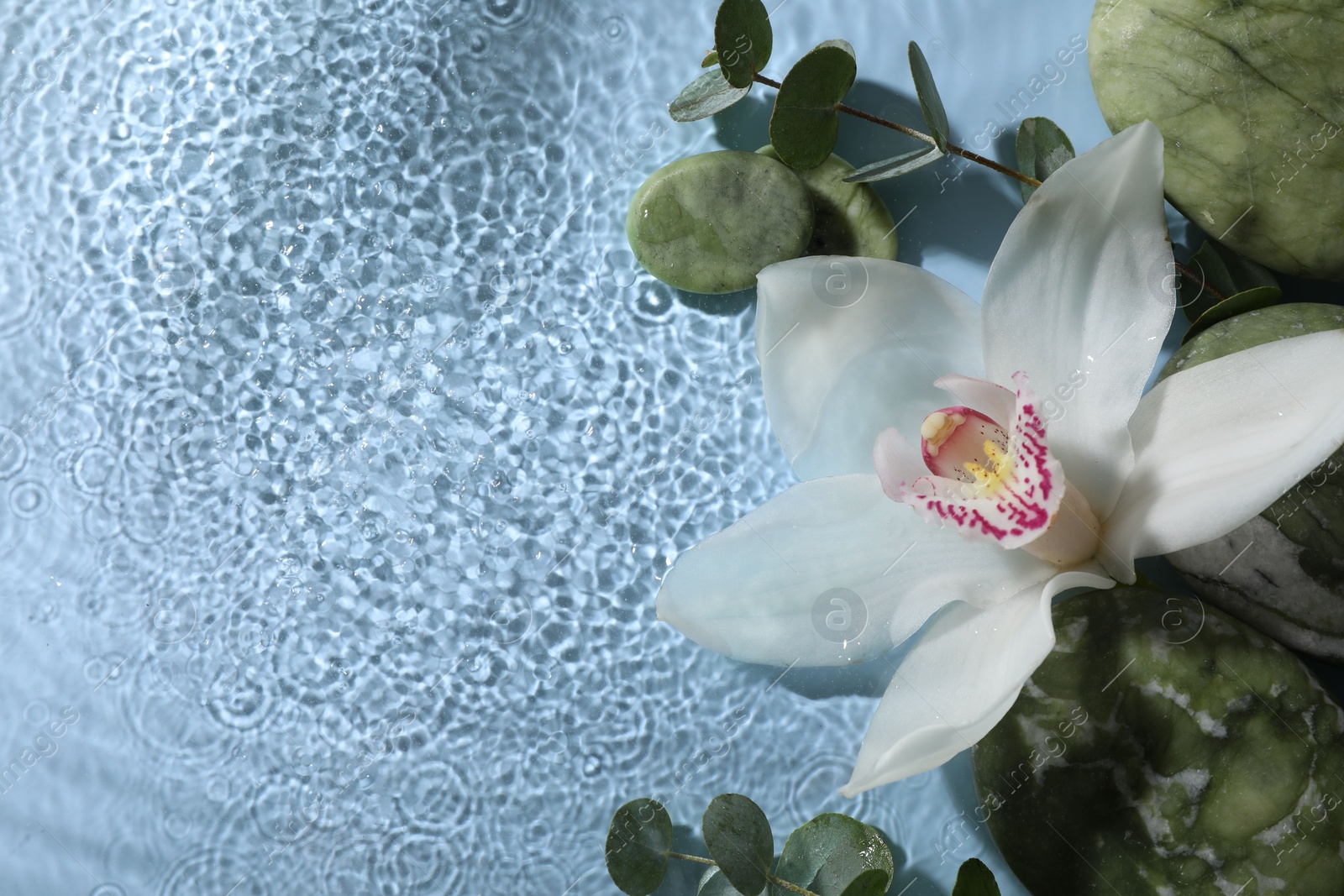 Photo of Beautiful orchid, spa stones and eucalyptus branch in water on light blue background, top view. Space for text