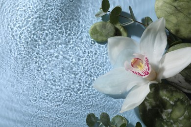 Beautiful orchid, spa stones and eucalyptus branch in water on light blue background, top view. Space for text