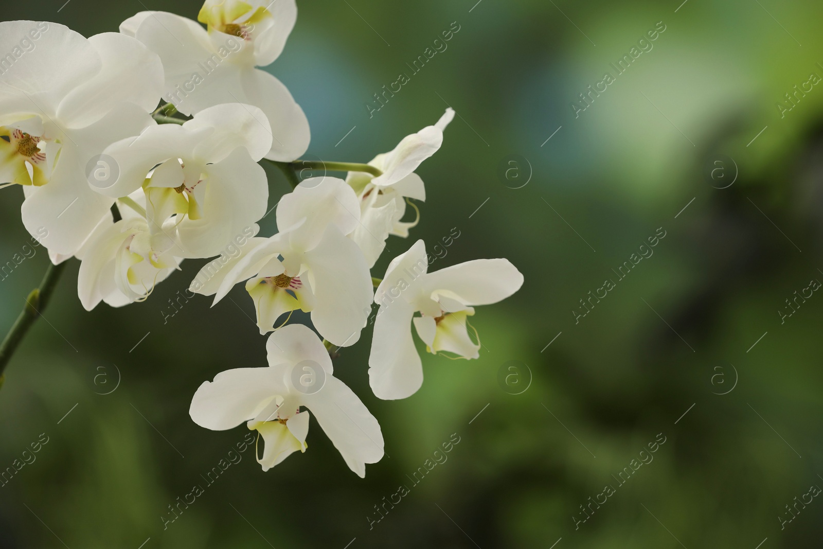 Photo of Branch with beautiful orchid flowers on blurred background, closeup. Space for text