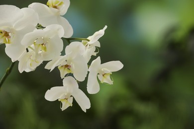 Branch with beautiful orchid flowers on blurred background, closeup. Space for text