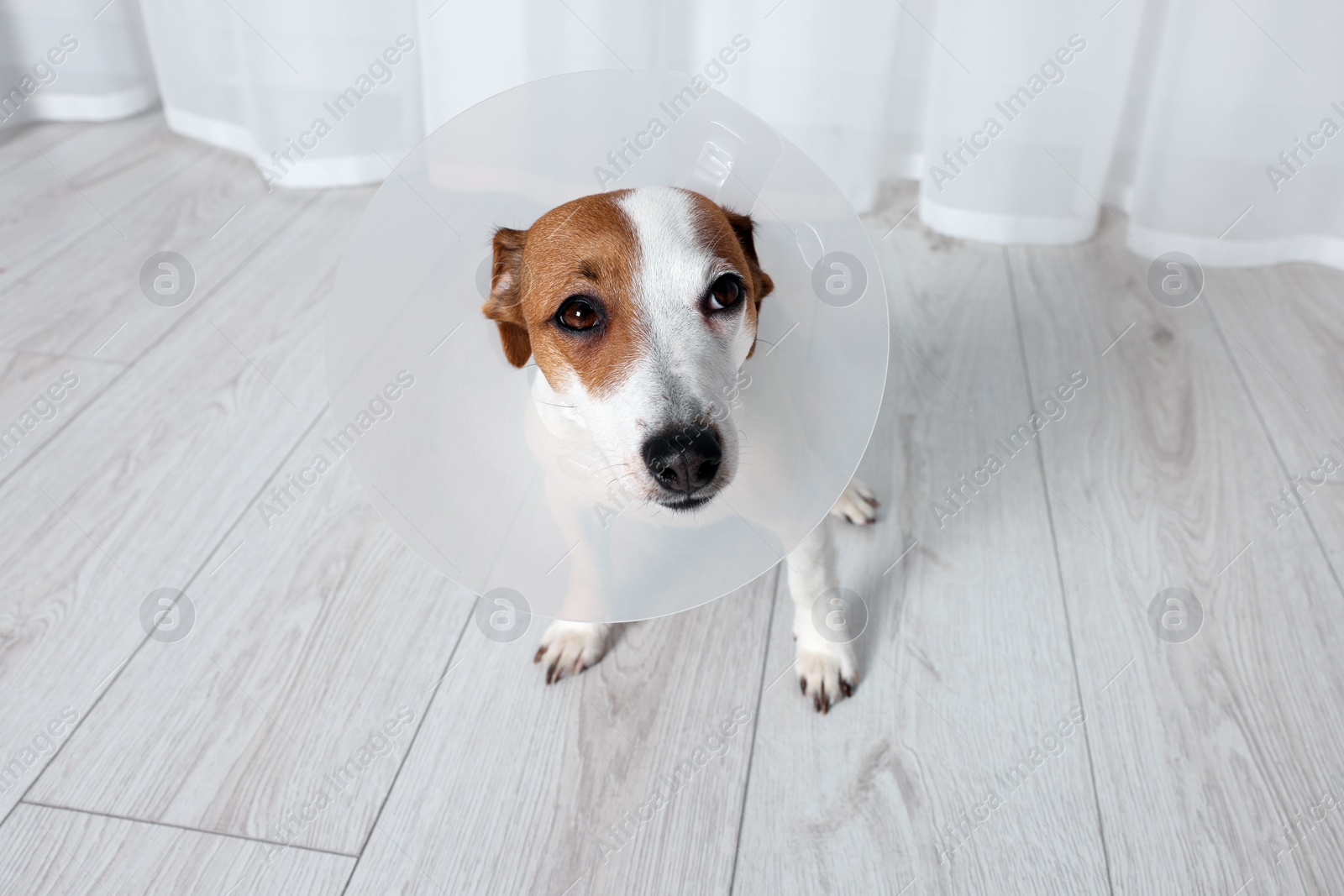 Photo of Cute Jack Russell Terrier dog wearing medical plastic collar indoors