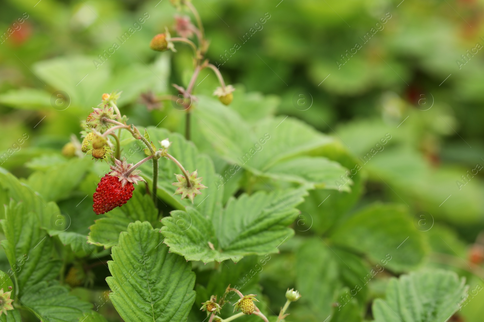 Photo of Small wild strawberries growing outdoors, space for text. Seasonal berries