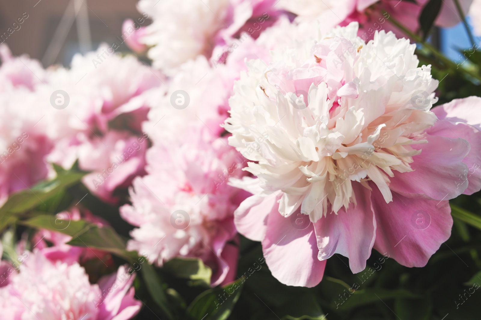 Photo of Wonderful fragrant pink peonies outdoors, closeup view