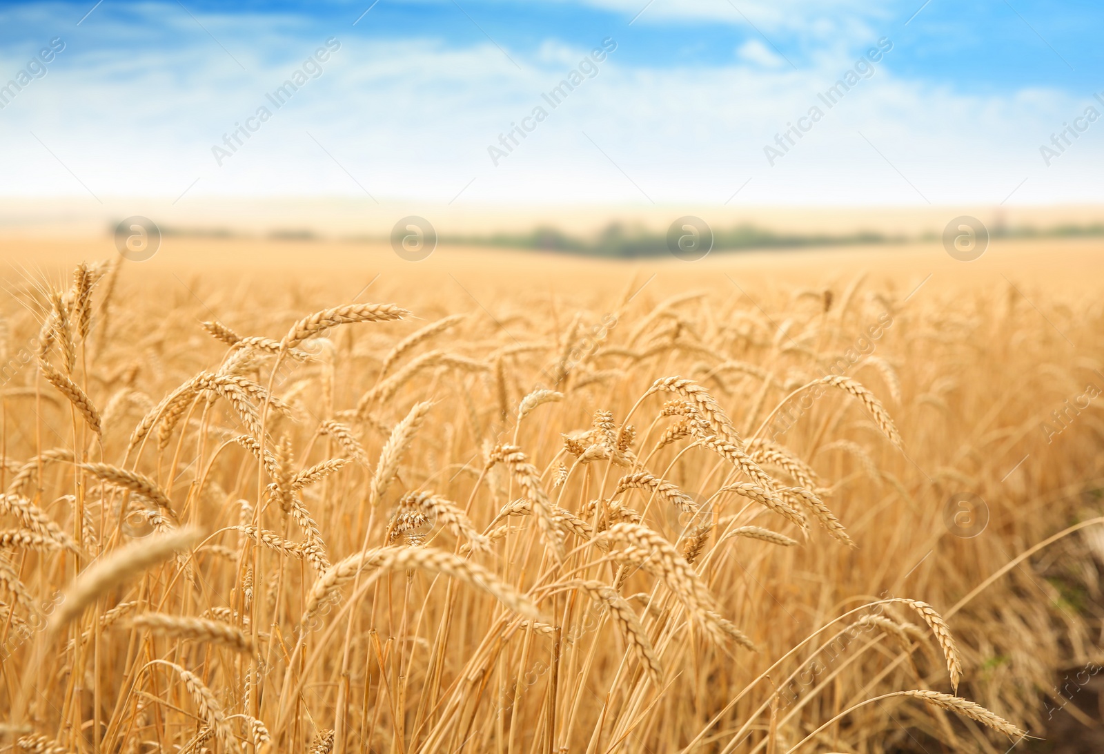 Photo of Wheat grain field on sunny day. Cereal farming