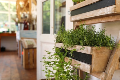 Wooden rack with home plants near shop, space for text