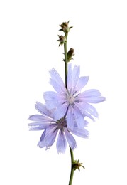 Photo of Beautiful blooming chicory flowers on white background