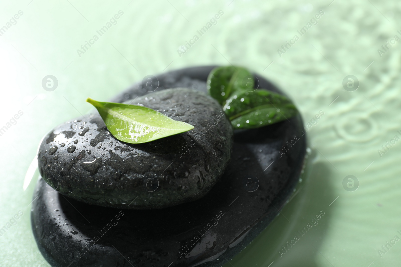 Photo of Spa stones and fresh leaves in water on light green background, closeup