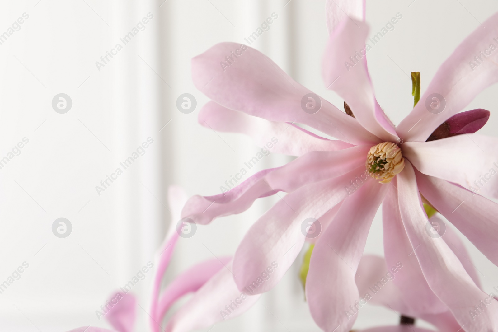 Photo of Beautiful magnolia flower on white background, closeup. Space for text