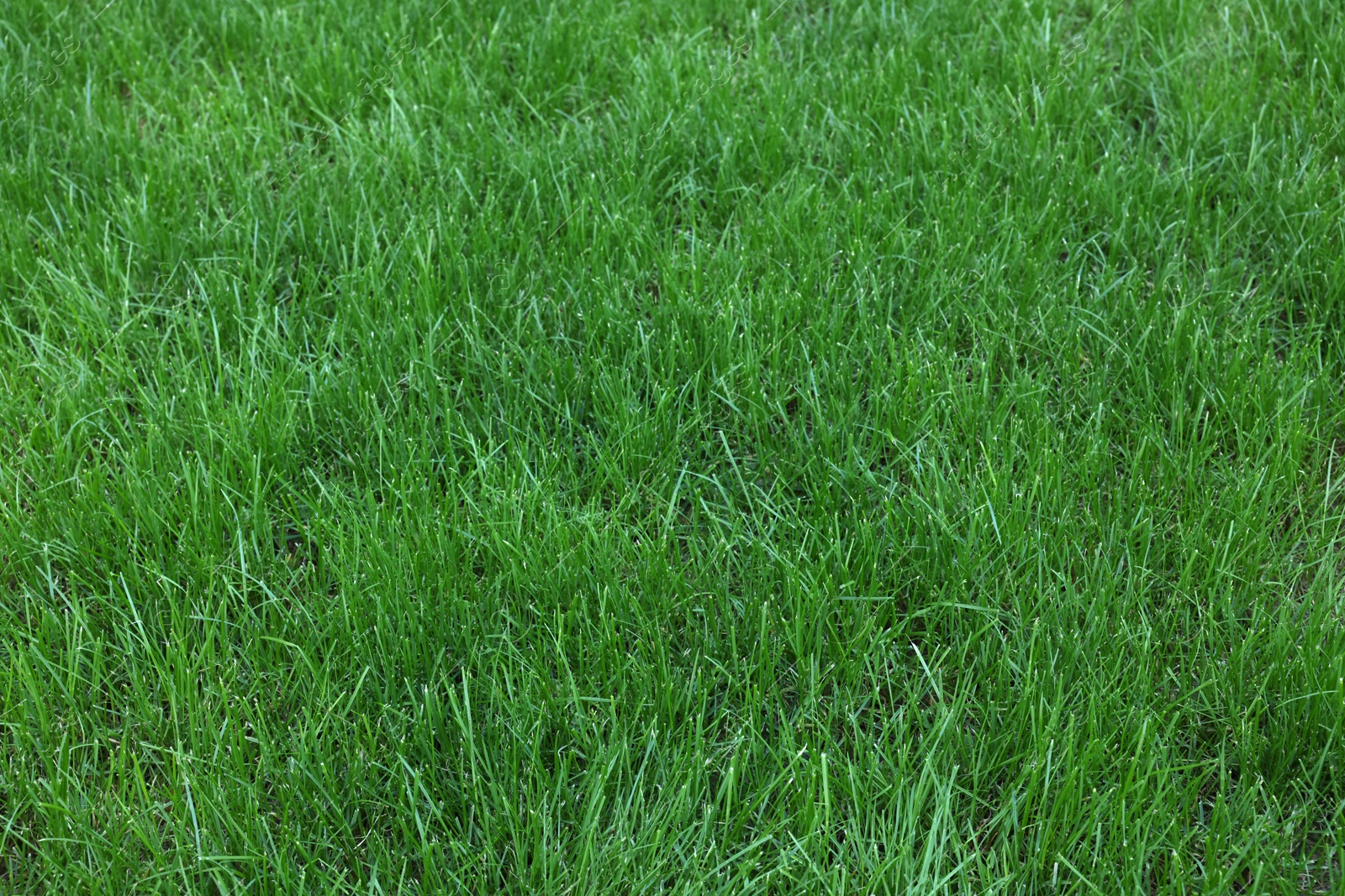 Photo of Fresh green grass growing outdoors on summer day