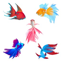 Image of Beautiful colorful betta fish on white background, collage 