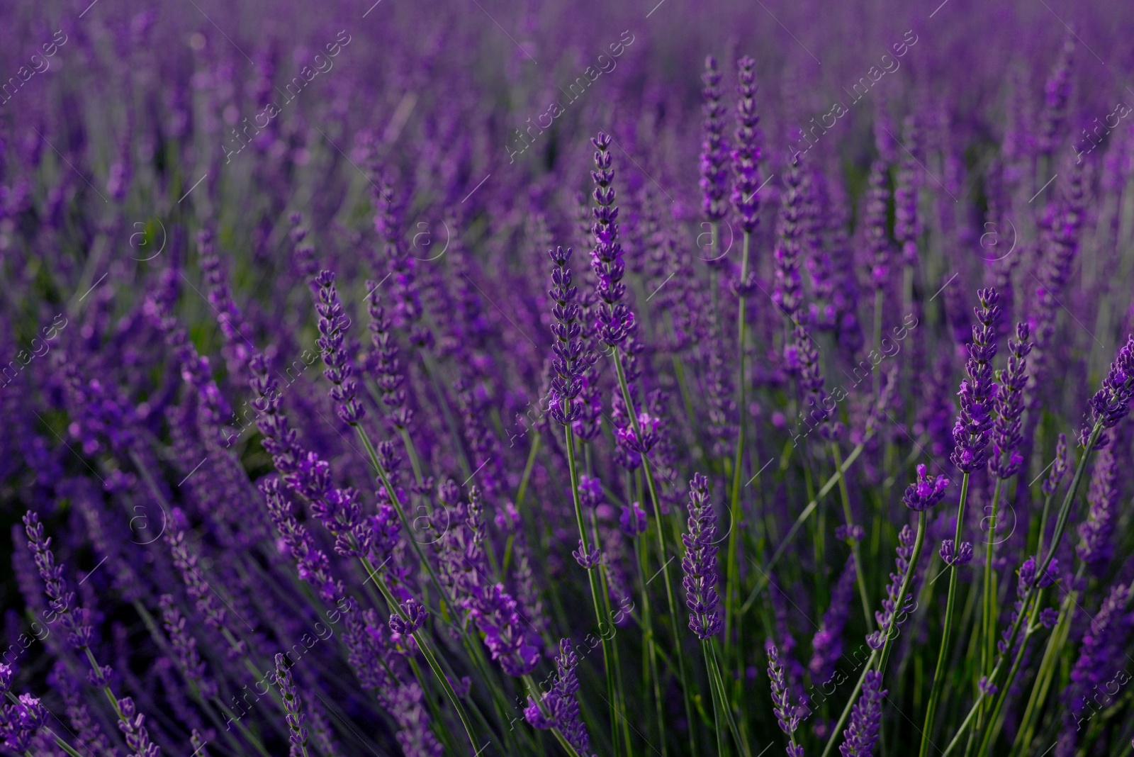 Photo of Beautiful blooming lavender plants growing in field, closeup