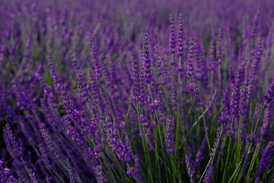 Beautiful blooming lavender plants growing in field, closeup