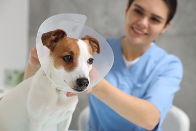 Photo of Veterinarian putting medical plastic collar on Jack Russell Terrier dog in clinic, focus on pet