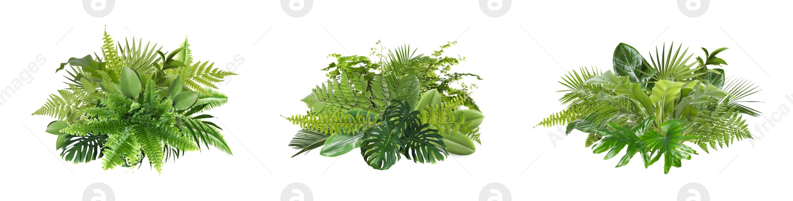 Image of Beautiful composition with fern and other tropical leaves on white background, collage. Banner design