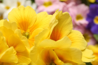 Photo of Beautiful primula (primrose) plant with yellow flowers on blurred background, closeup. Spring blossom