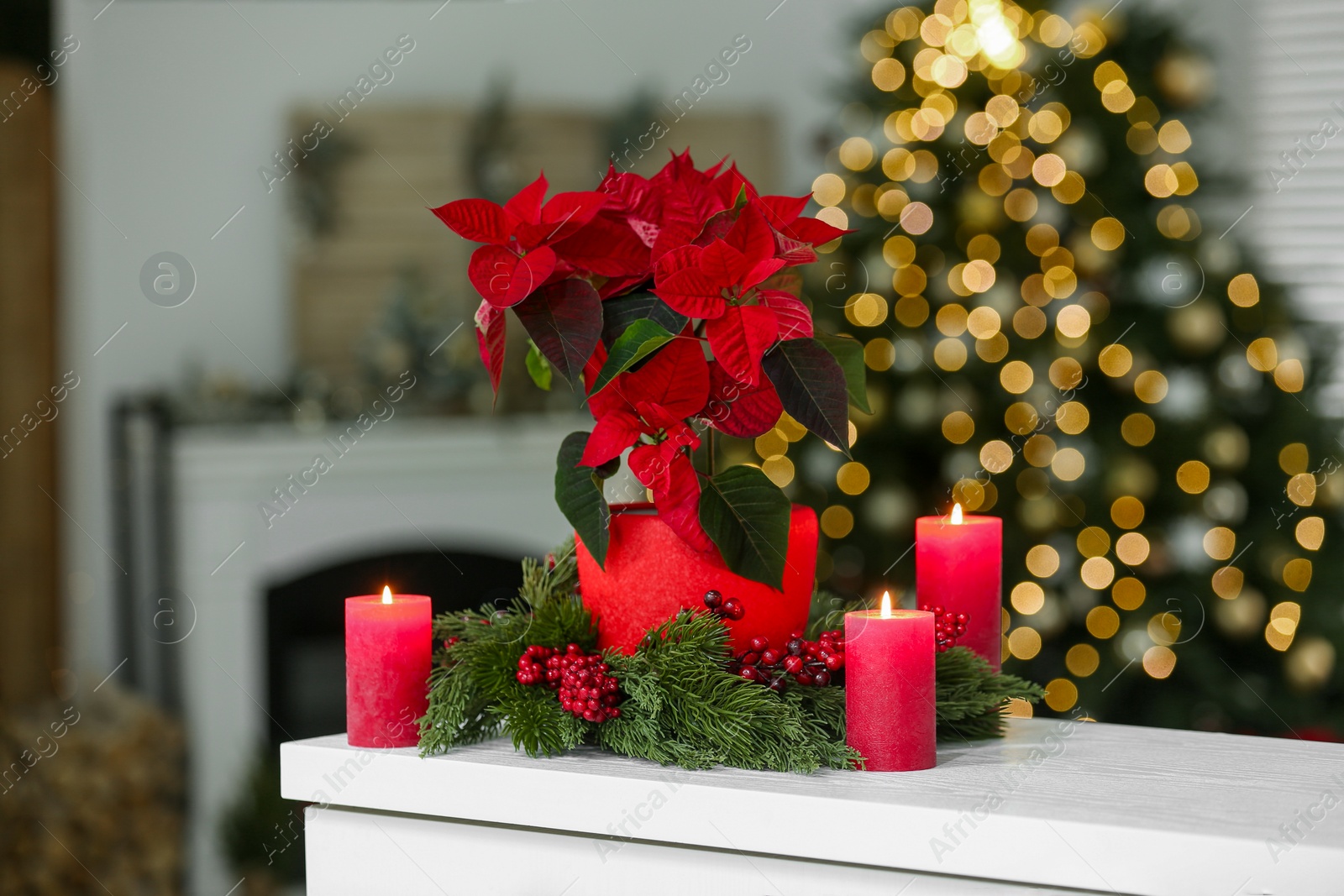 Photo of Potted poinsettia, burning candles and festive decor on white dresser in room. Christmas traditional flower