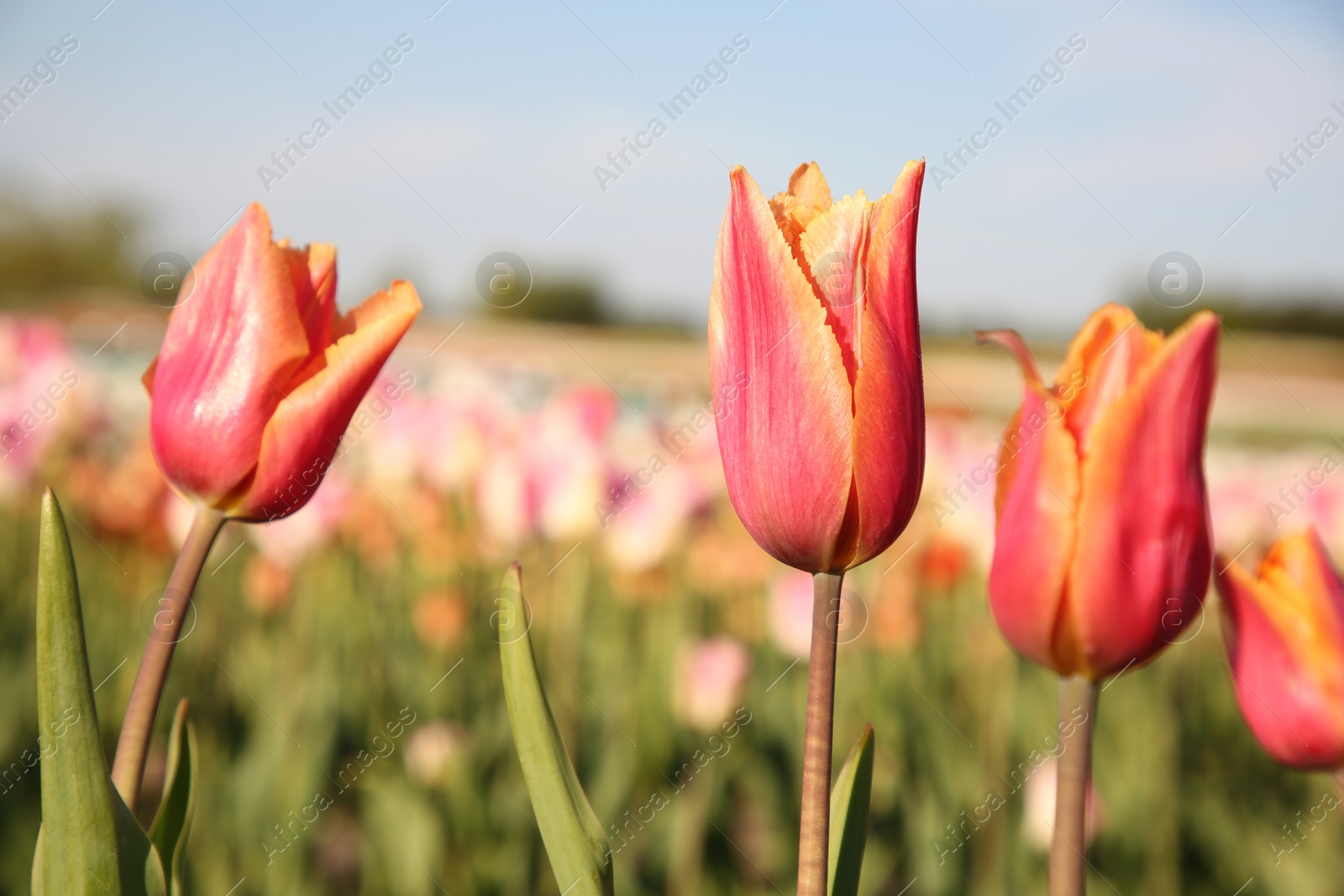 Photo of Beautiful colorful tulip flowers growing in field on sunny day, closeup