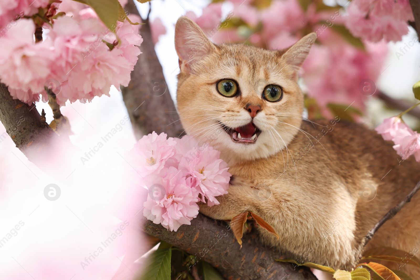 Photo of Cute cat on spring tree branch with beautiful blossoms outdoors