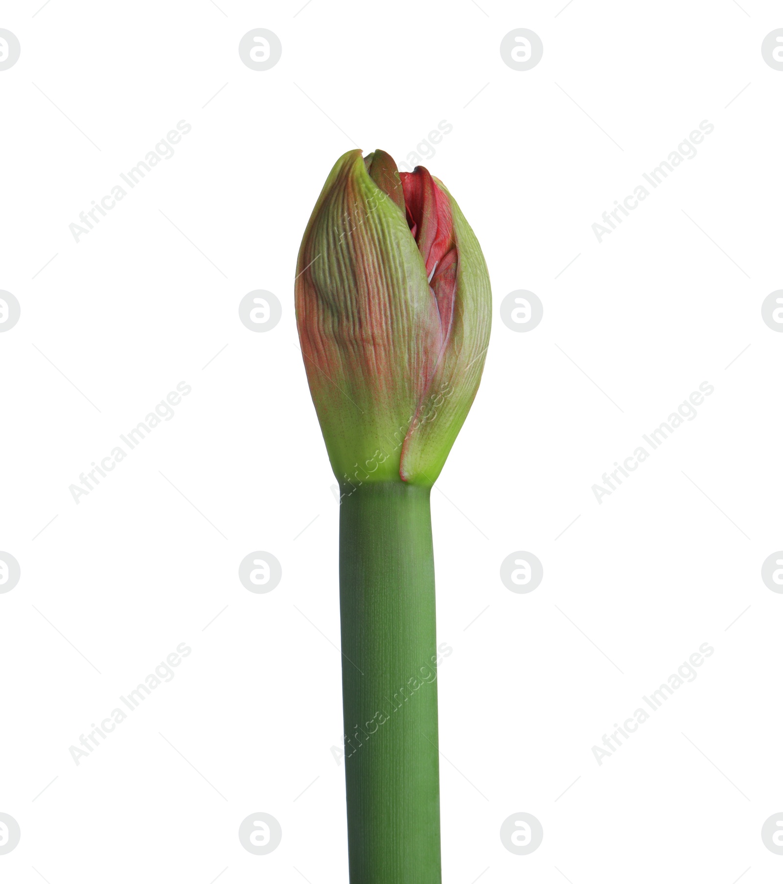 Photo of Beautiful fresh Hippeastrum flower bud isolated on white