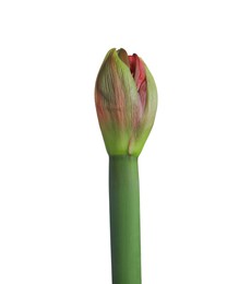 Beautiful fresh Hippeastrum flower bud isolated on white