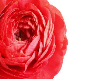 Photo of Beautiful fresh ranunculus flower on white background, closeup