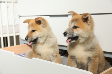 Photo of Adorable Akita Inu puppies playing in commode at home