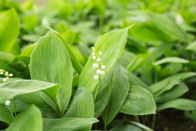 Photo of Beautiful fragrant lily of the valley as background