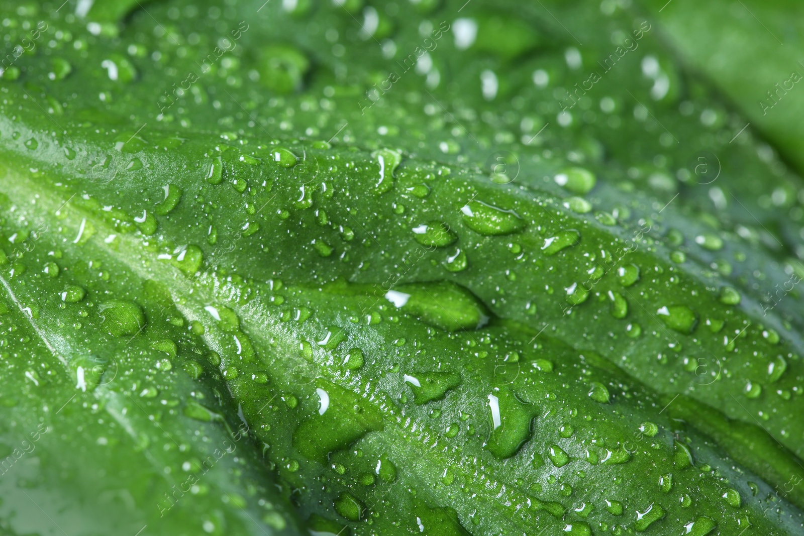 Photo of Macro view of water drops on green leaf