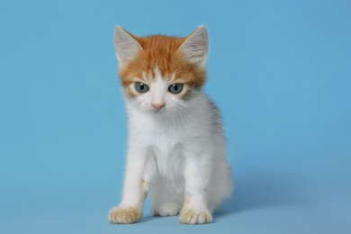 Photo of Cute little kitten on light blue background. Baby animal
