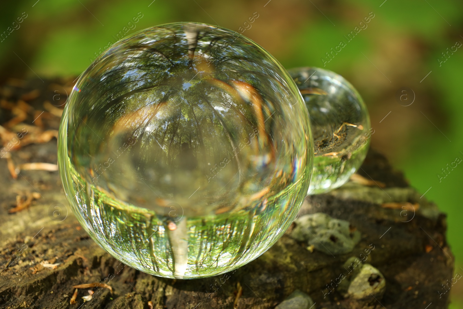 Photo of Green trees outdoors, overturned reflection. Crystal balls on stump in forest