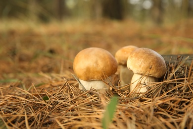 Photo of Small porcini mushrooms growing in forest, closeup