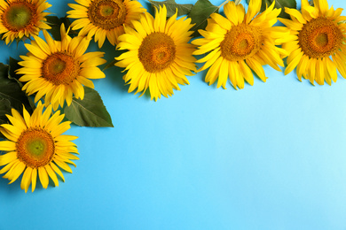Photo of Beautiful bright sunflowers on light blue background, flat lay. Space for text