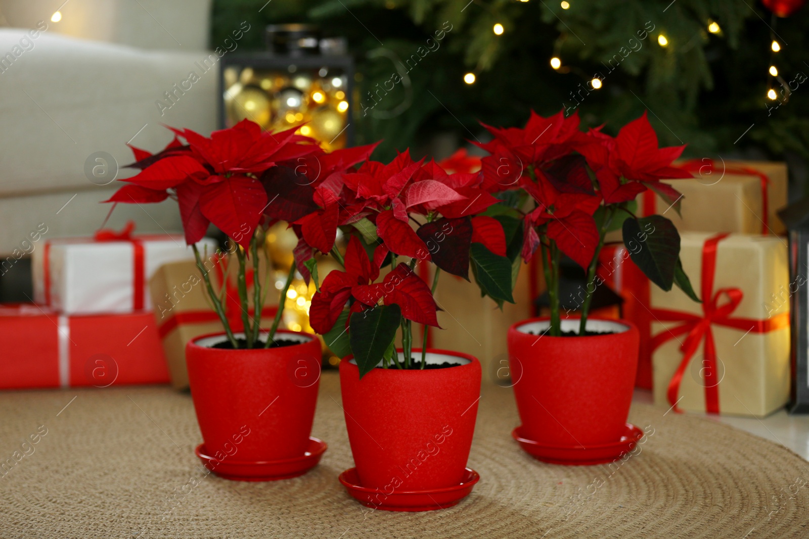 Photo of Potted poinsettias, burning candle and gift boxes near tree on floor in room. Christmas traditional flower