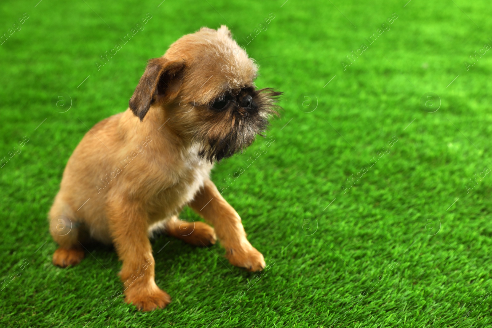 Photo of Studio portrait of funny Brussels Griffon dog on green grass. Space for text