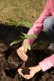 Photo of Woman planting young tree outdoors on sunny day, closeup