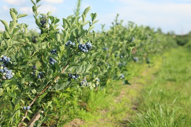 Photo of Blueberry bushes growing on farm on sunny day, space for text. Seasonal berries