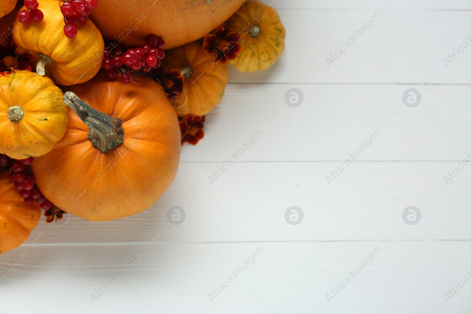 Photo of Thanksgiving day. Flat lay composition with pumpkins on white wooden table, space for text