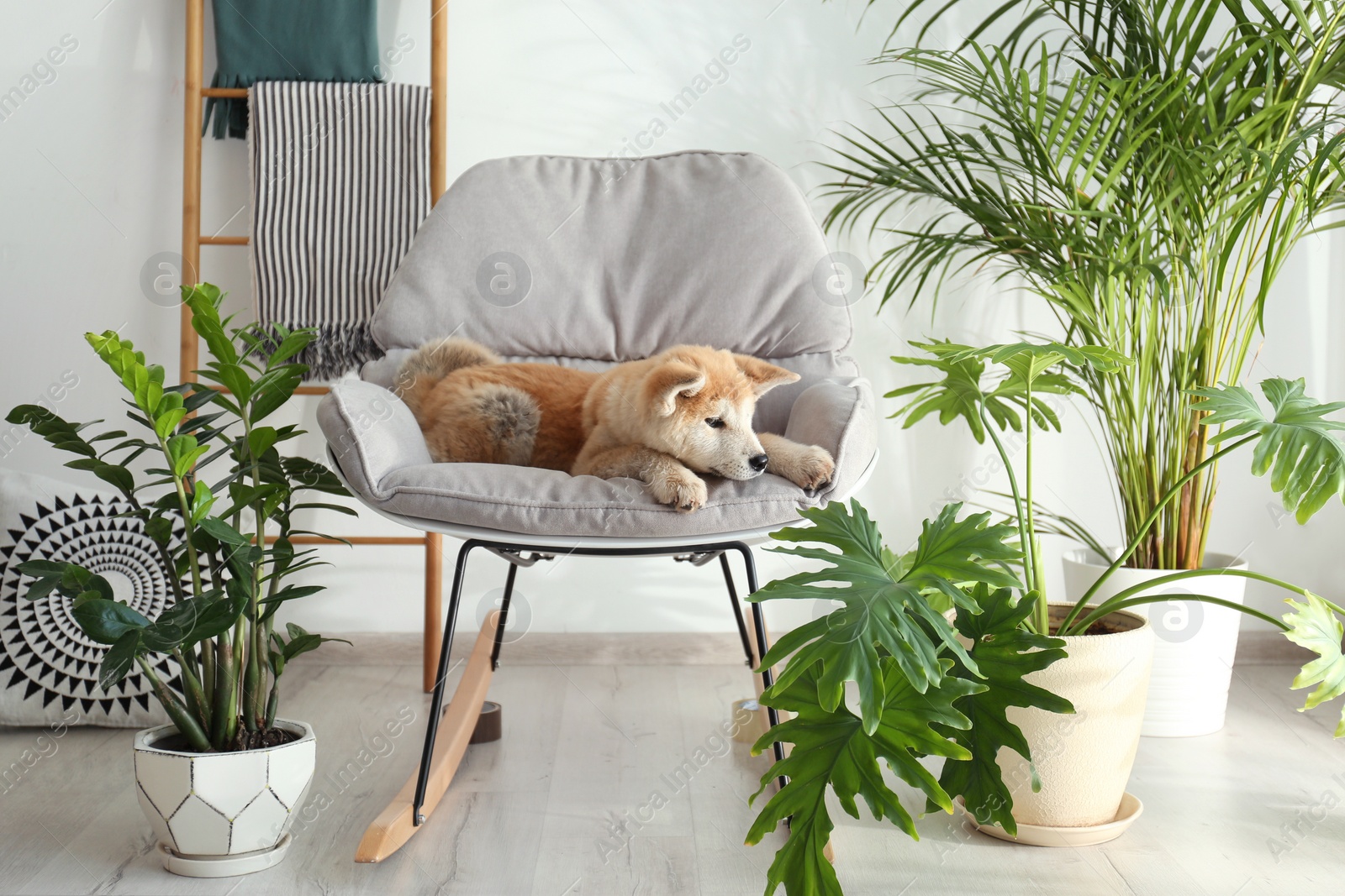 Photo of Cute Akita Inu dog on rocking chair in room with houseplants