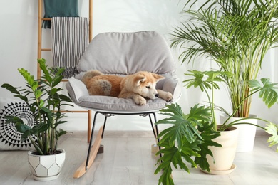 Photo of Cute Akita Inu dog on rocking chair in room with houseplants